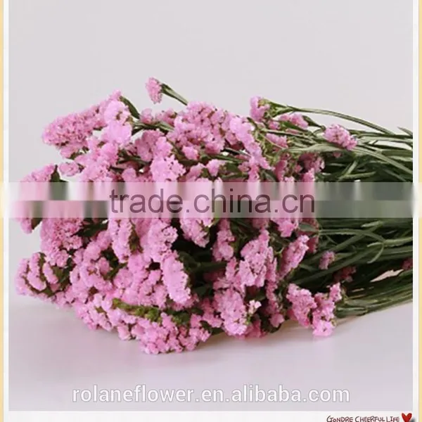 Forget me Not Flower to Make Flower Bouquets photo-5