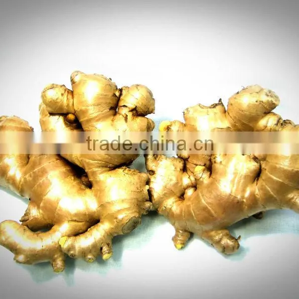 Ginger Fresh