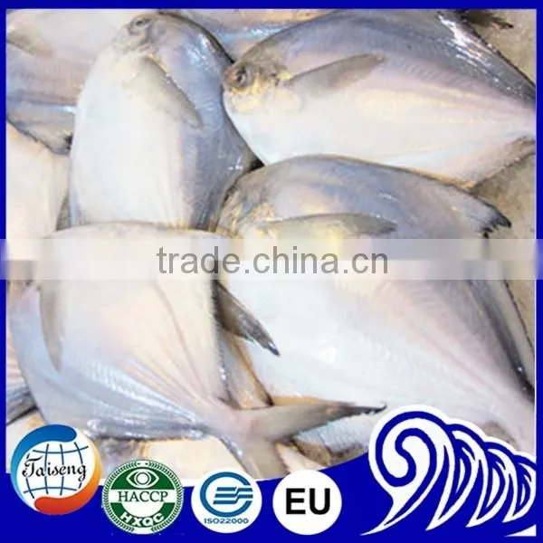 GRADE A Whole Round Frozen Golden/Black/silver Pomfret Fish Pomfret Fish photo-5