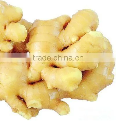 Ginger photo-4