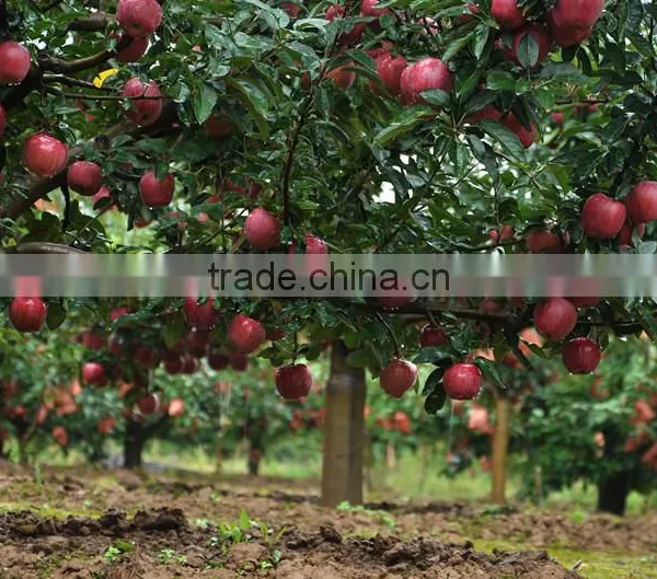 Red Delicious Apple Huaniu Apple Brand YiTian Fresh Red Delicious Apple photo-6