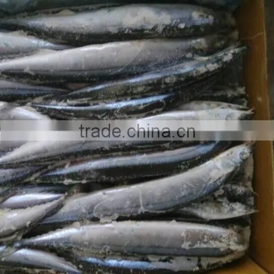 New Catching Frozen Pacific Saury 120-140 1# Size Hot Sale