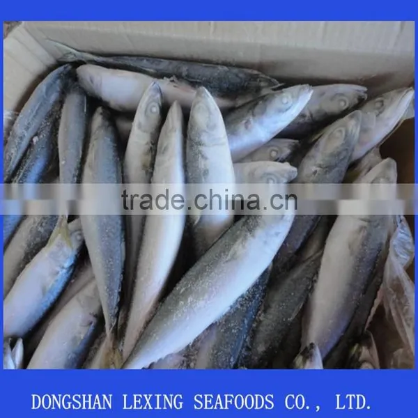 Frozen Pacific Mackerel photo-2