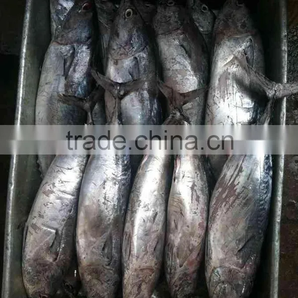 Bonito Tuna Frigate Tuna photo-4