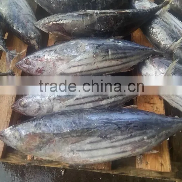 Light-Purse Seine Skipjack Tuna Fish photo-5