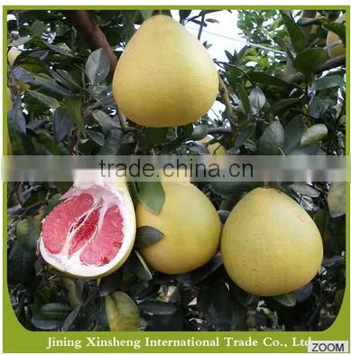 Fresh Organic Grapefruit