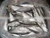 FROZEN INDIAN MACKEREL WHOLE IQF
