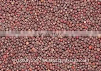 Mustard Seeds