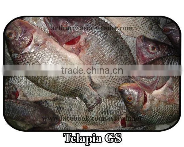 TILAPIA GS (Tilapia Mossambica)