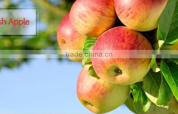Fresh Apple