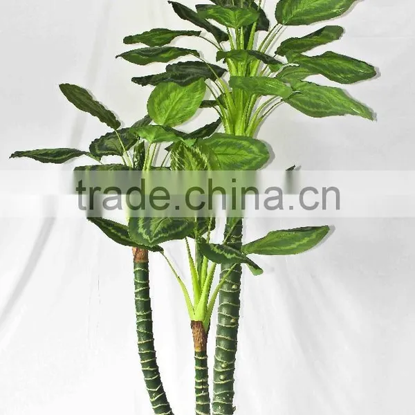 Factory Supply Evergreen Plants photo-3