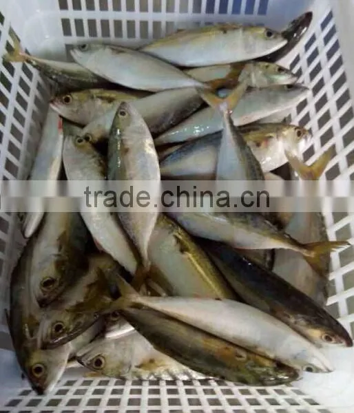 Indian Mackerel Importers for New Sale