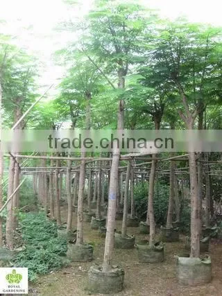 Delonix Regia photo-2