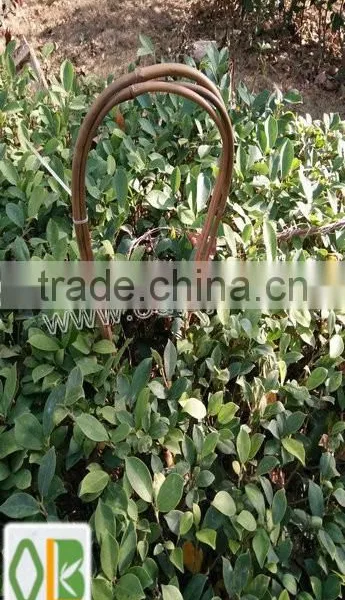 Bamboo U-shape Hoops Made of Bamboo Stick for Agriculture Plant photo-3
