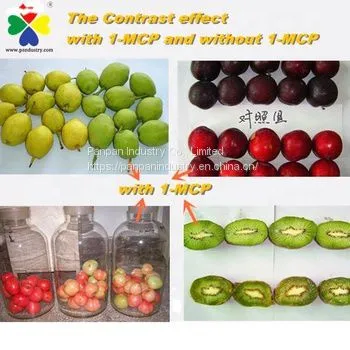 Professional Manufacturer Chemicals Pesticide 1mcp 1methylcyclopropene 3.5%wp for Plant photo-2