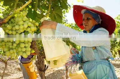 Grape Growing Paper Bag for Agriculture photo-5