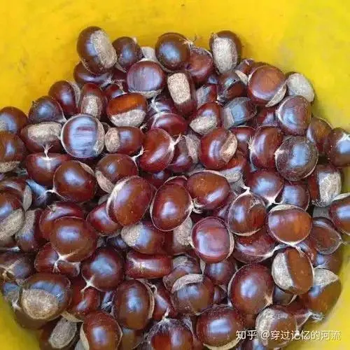 Bulk Jingdong Qinglong Chestnuts | Yanshan Mountain China Chestnut Factory photo-4