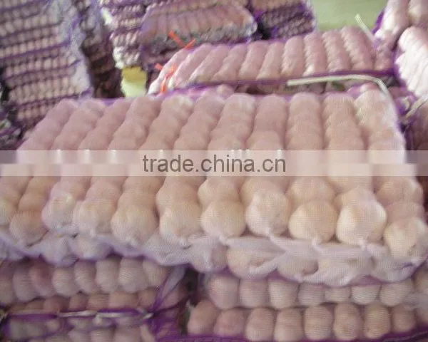 Shandong Garlic photo-4