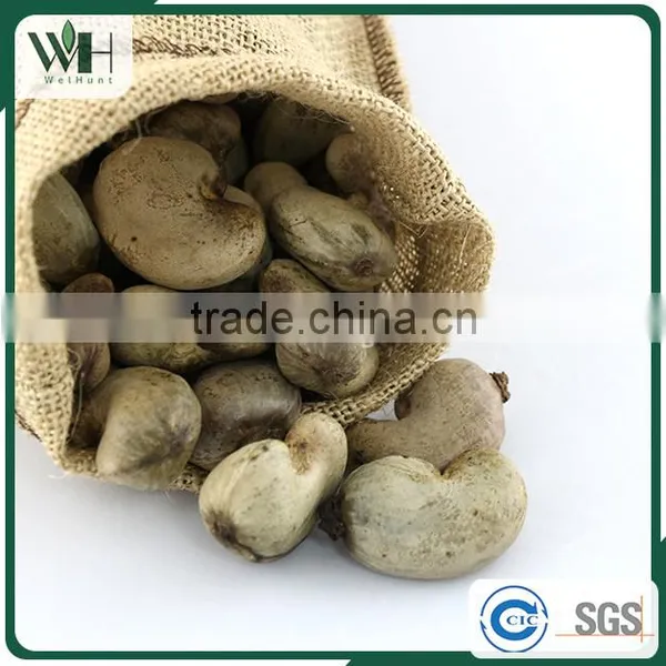 Grade A Southeast Asia Cashew Kernel in Shell photo-6