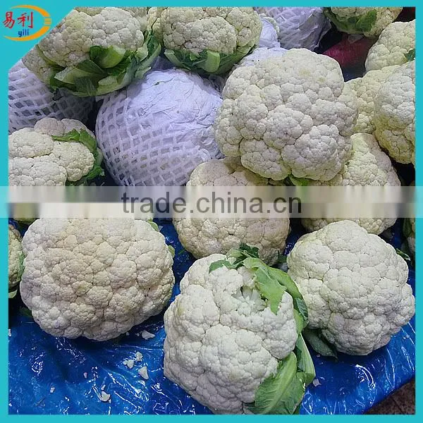 New Crop Frozen White Cauliflowers With Good Quality