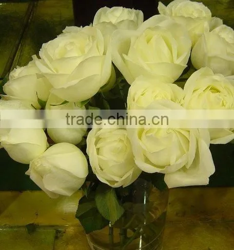 Wholesale Different Types of Fresh Cut Red Rose Flowers photo-2