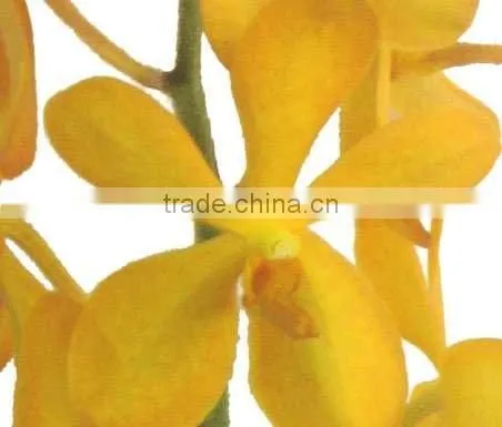 Fresh cut orchids, mokara orchids, fresh cut stem