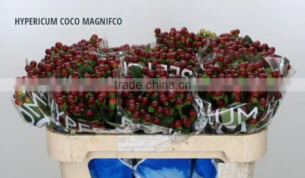 HYPERICUM COCO MAGNIFCO