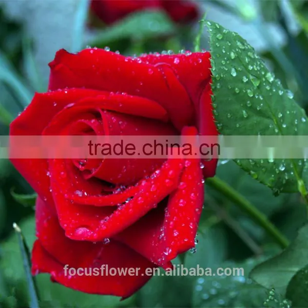 on Line Shopping Fresh From Kenya Rose Flower Anthurium for Banquets photo-4