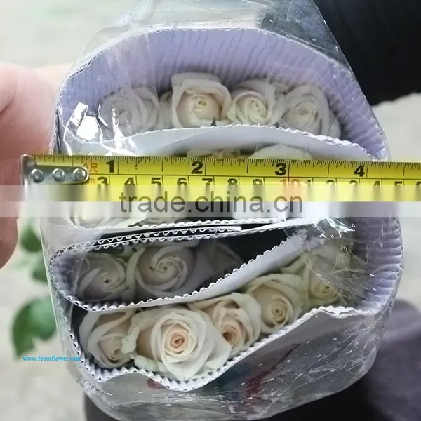 Rose Flower Seeds Roses Flowers Fresh Roses photo-4