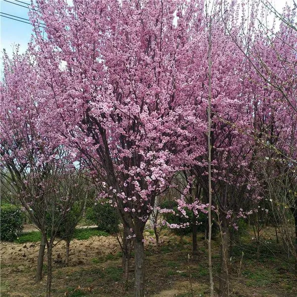 Prices of 8cm, 6cm and 10cm Prunus × Blireana 'meiren' {div}quotation List of Prunus × Blireana 'meiren' photo-4