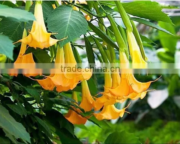 Treeform Datura, Datura , Flower Seeds , Herb Seed,vegetalbe Seed,fruit Seed,grass Seed photo-6