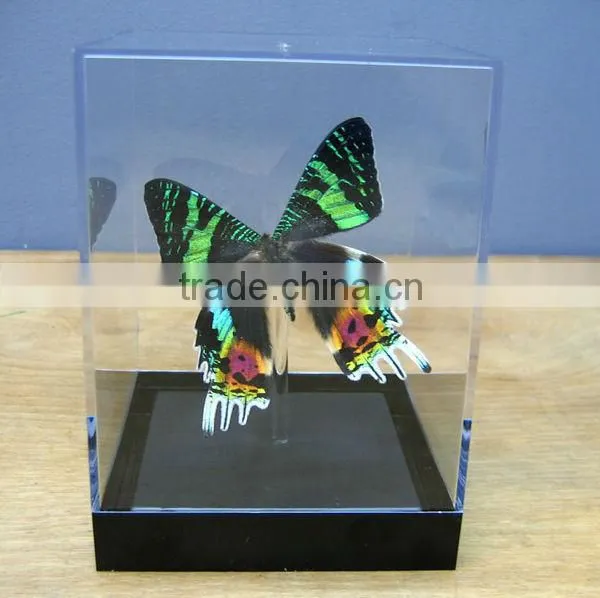 Clear styrene cases