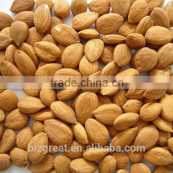 Supply With Chinese Bulk Sweet Apricot Kernels Youyi Type With Good Quality for Sales photo-2