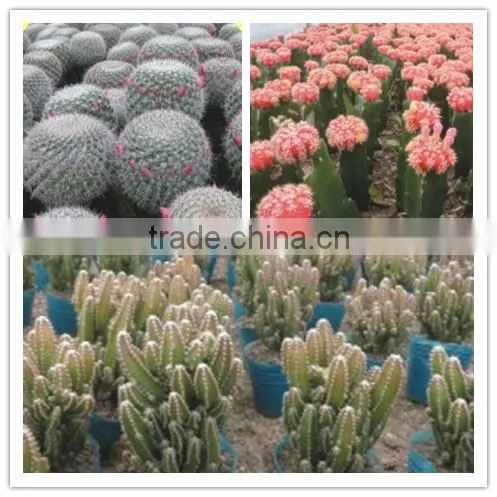 Rebutia Minuscula 8.5cm Mini Cactus Succulent Ornamental Indoor Plants Nursery Echinocactus Grusonii Cereus Cacti Bonsai photo-5