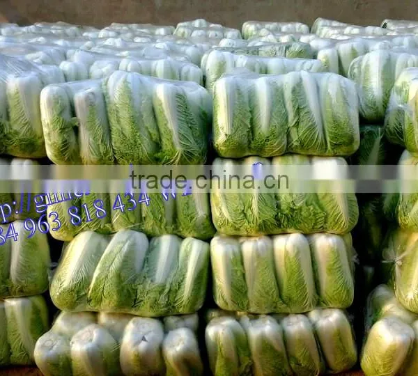 FRESH CHINA CABBAGES