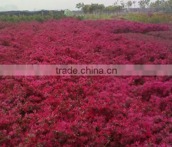 Red Flower Loropetalum Chinense for Ornamental Outdoor Landscaping Beautiful Bonsai Plants photo-6