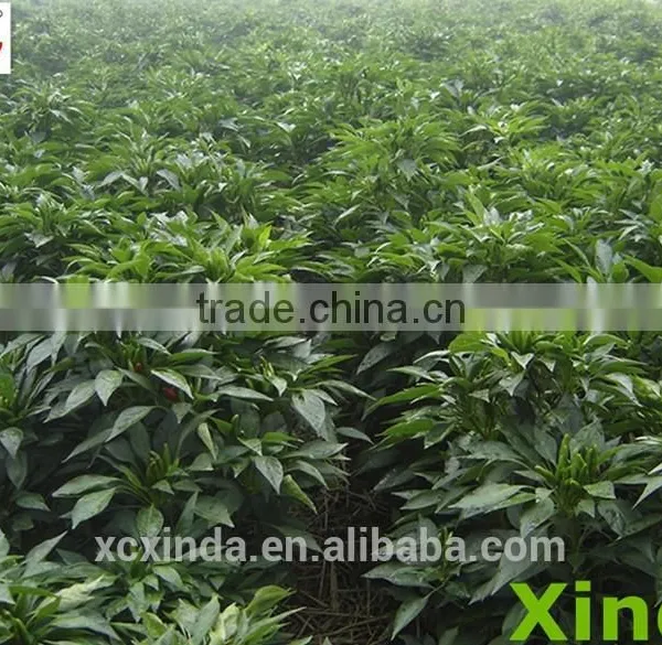 Export Quality Mild Chili Shred,hot Products for 2015 photo-2