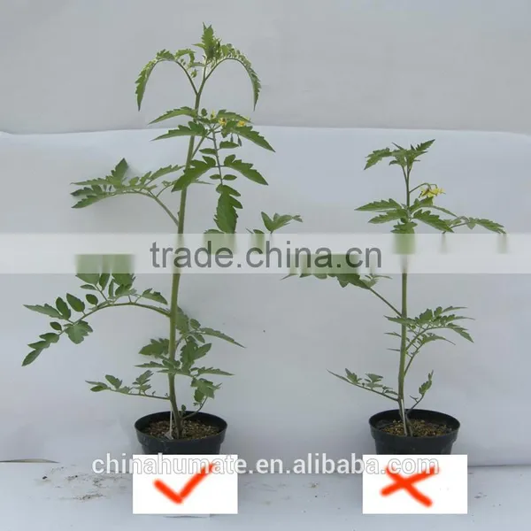 Potassium Humate Type Potassium Humate Fertilizer photo-6