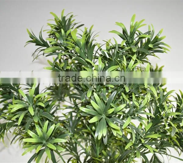 SJ0401117 Landscaping Decorative Indoor Plants/bonsai Podocarpus Plant photo-2