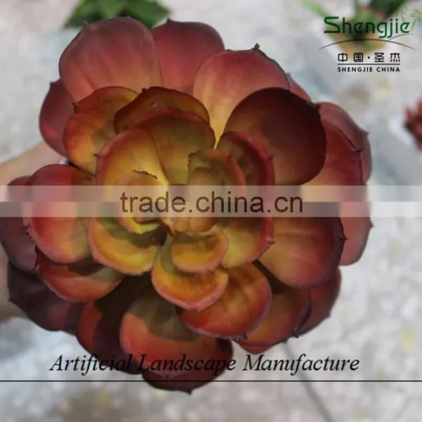 Mini Succulent Plants Potted Plants for Decoration photo-6