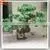 2015 Wholesale Artificial Shrubs Bonsai Tree Sale Price Artificial Pine Tree Branches photo-2