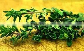 Thyme Oil photo-2