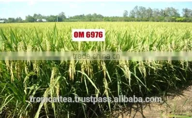 Vietnam Rice 6976 5 % Broken Best Selling photo-2