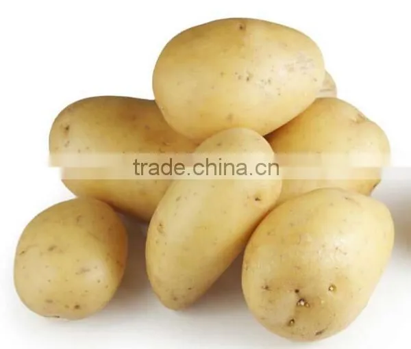 Potato/Carrot/Ginger Washer Peeler and Sorter|Onion Washing and Grading Machine photo-4
