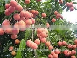 Canned Fresh Lychee in Syrup - 20 oz Tin (580ml x 12 Tins) photo-3
