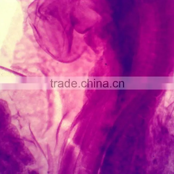Chicken Embryo Prepared Microscope Slides photo-4