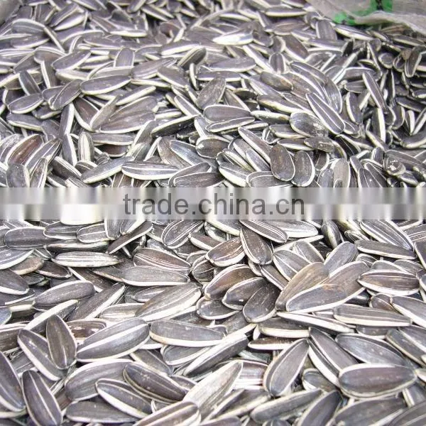Sunflower Seeds 5009