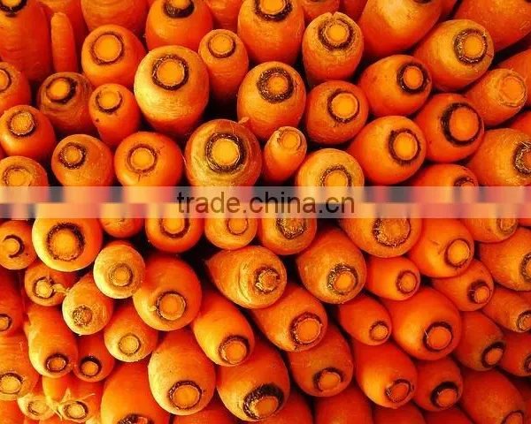 Fresh Carrots
