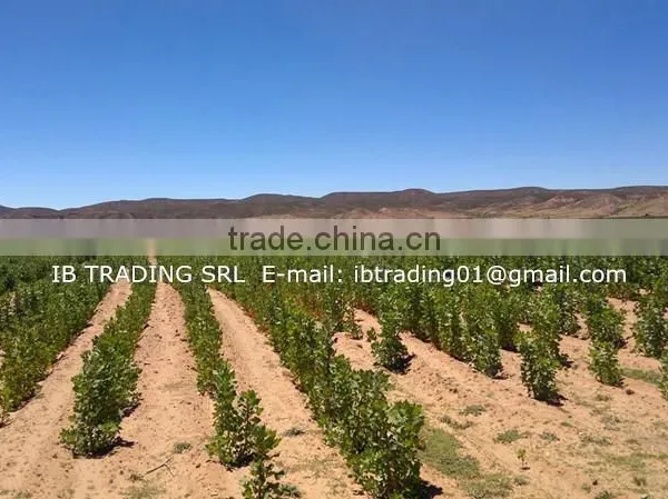 Organic White Quinoa photo-3