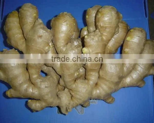 Fresh Ginger photo-5